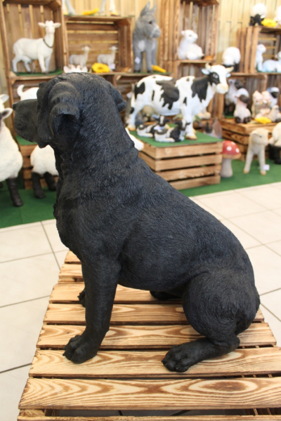 Labrador schwarz, sitzend
